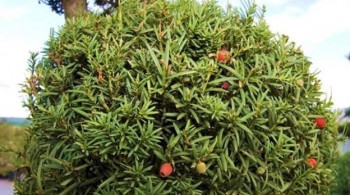 Тис ягодный