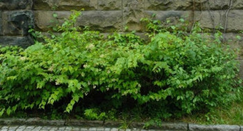 Стефанандра "Танаки"