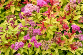 Спирея японская «Грин энд Голд» (Spiraea japonica 'Green and Gold')