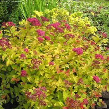Спирея японская «Голден Джек» (Spiraea japonica 'Golden Jack')
