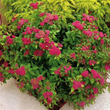Спирея японская "Froebelii"