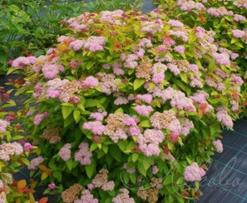 Спирея японская "Double Play Big Bang"