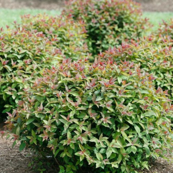 Спирея японская "Double Play Artisan"