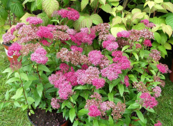 Спирея японская "Country Red"