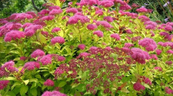 Спирея японская "Candlelight"