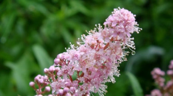 Спирея сливолистная