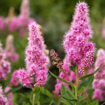 Спирея билларда ''Triumphans''