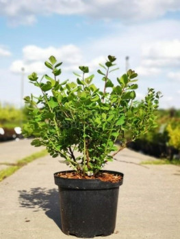 Спирея березолистная «Тор» (Spiraea betulifolia 'Tor')