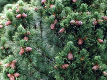 Сосна кедровая