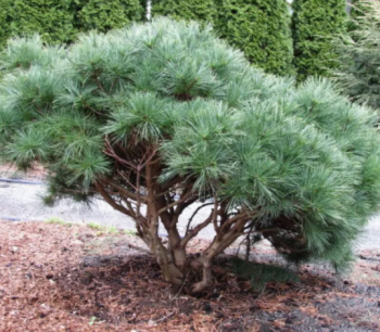 Сосна веймутова