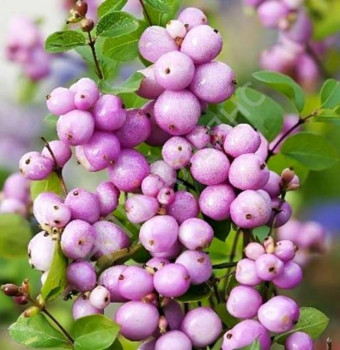 Снежноягодник Доренбоза ''Magic Berry''