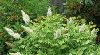 Рябинник рябинолистный "Сэм"