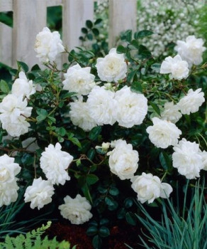 Роза White Fairy