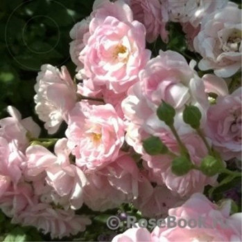 Роза Rote The Fairy