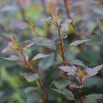 Пузыреплодник калинолистный "Little Joker"