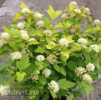 Пузыреплодник калинолистный "Darts Gold"