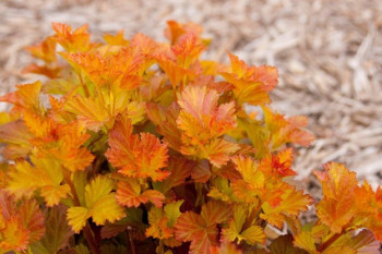 Пузыреплодник калинолистный "Amber Jubilee"