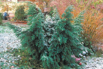 Можжевельник чешуйчатый "Hunnetorp"