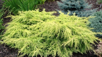 Можжевельник средний "Lemon Hill"