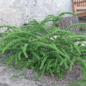 Можжевельник обыкновенный "Green Carpet''