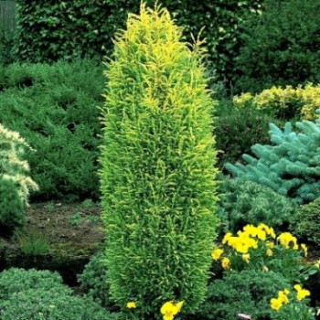 Можжевельник обыкновенный «Голд Кон» (Juniperus communis 'Gold Cone')