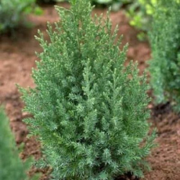 Можжевельник китайский "Stricta"