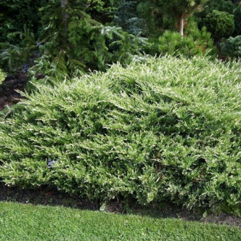 Можжевельник горизонтальный "Andora Variegata"