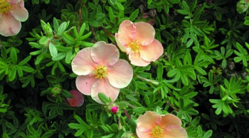 Лапчатка кустарниковая "Sоmmerflor''