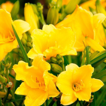 Лилейник гибридный «Хэппи Ретурнс» (Hemerocallis 'Happy Returns')