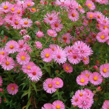 Астра новоанглийская 'Rudelsburg'