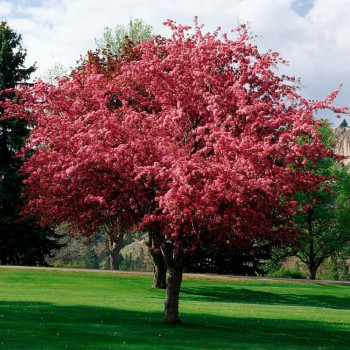 Яблоня декоративная "Роялти"