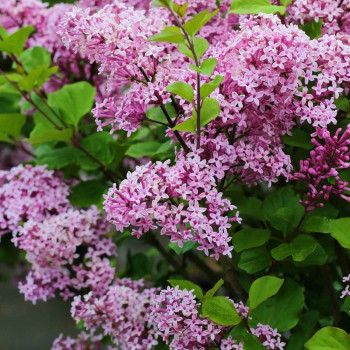 Сирень - Syringa Мейера "Palibin"