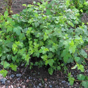 Пузыреплодник калинолистный "Tilden park"