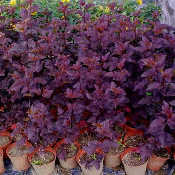 Пузыреплодник калинолистный «Андре» (Physocarpus opulifolius 'Andre')