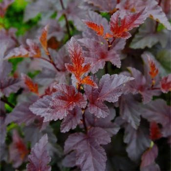 Пузыреплодник калинолистный  Red Baron