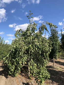 Ольха серая "Пендула"