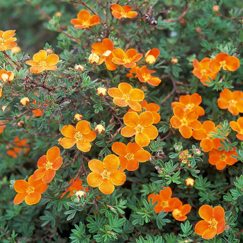 Лапчатка кустарниковая "Hopley's Orange"
