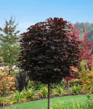 Клен остролистный "Purple globe"