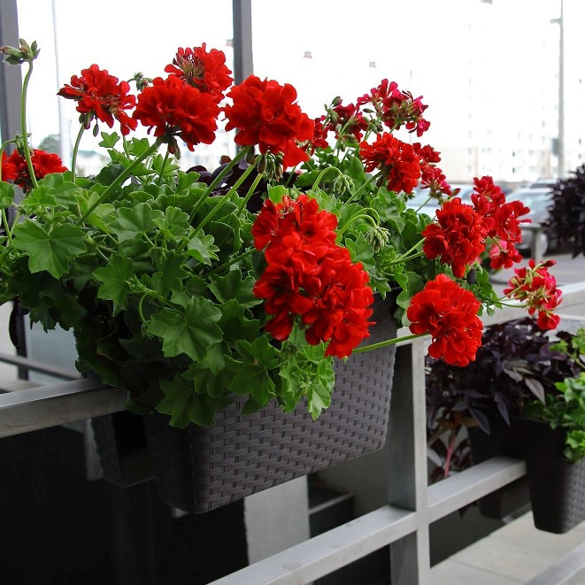 Композиционная высадка в балконные ящики