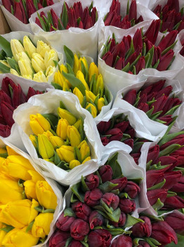 Тюльпаны без упаковки (45-55 см) (микс, без привязки к упаковке)