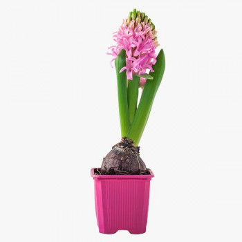 Гиацинт (1 луковица в  горшочке)