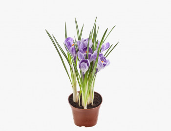 Крокус (5 луковиц в горшочке)