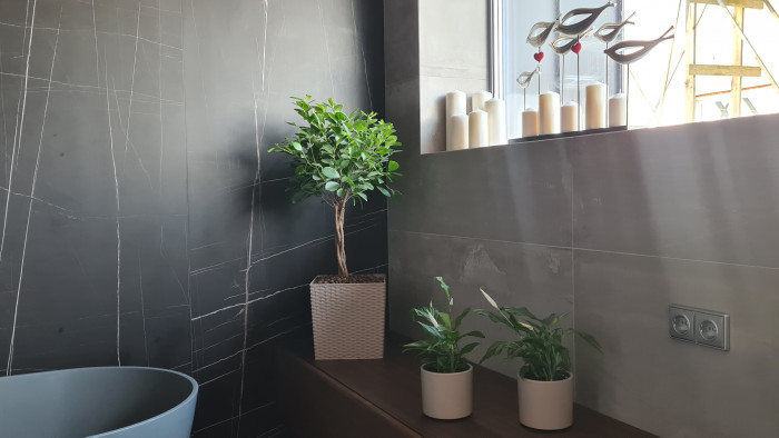 Аренда комнатных растений