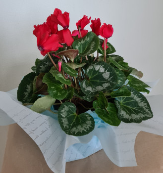 Индивидуальная упаковка горшка с лентой