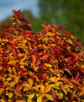 Спирея японская "Pink & Gold"