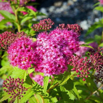 Спирея японская «Неон Флэш» (Spiraea japonica 'Neon Flash')