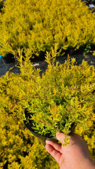 Спирея серая "Kaziu"