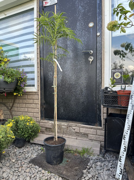 Рябина "Додонг"