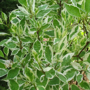 Дерен белый  'Argenteomarginata'