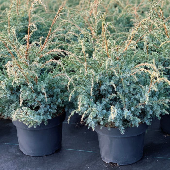 Можжевельник китайский "Blue Alps"
